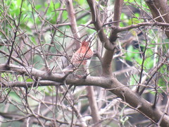 Campylorhynchus chiapensis