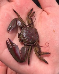 Petrolisthes tuberculosus