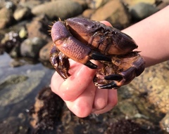 Paraxanthus barbiger