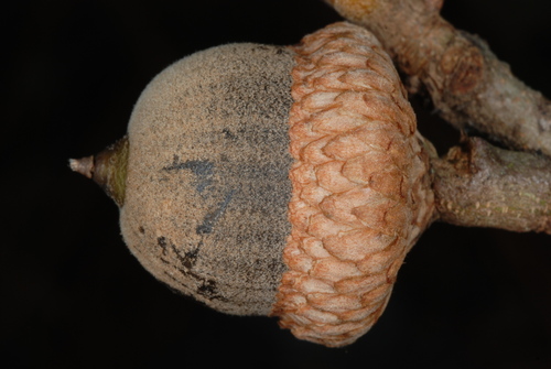Quercus X incomita