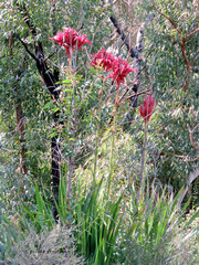 Doryanthes excelsa