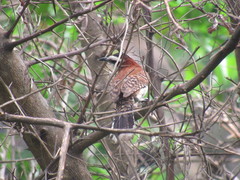 Campylorhynchus chiapensis