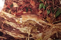 Didelphinae