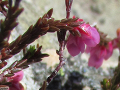 Erica rimarum