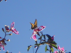 Papilio multicaudata