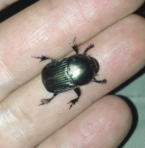 Onitis viridulus · NaturaLista Mexico