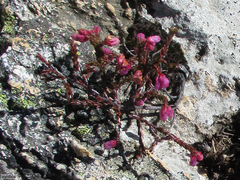 Erica rimarum
