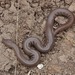 Northern Rubber Boa - Photo (c) James Maughn, some rights reserved (CC BY-NC), uploaded by James Maughn