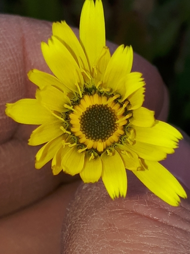 Vienagraižė snaudalė nuotrauka