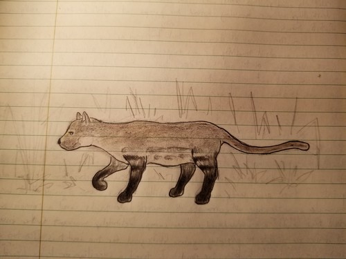 Brazilian Pampas Cat