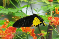 Troides helena cerberus