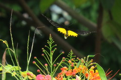 Troides helena cerberus