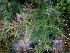 Amaranthus retroflexus