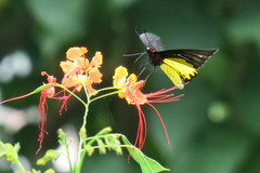 Troides helena cerberus