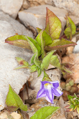 Convolvulus siculus