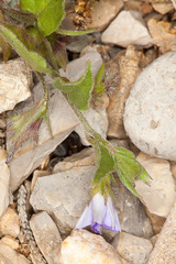 Convolvulus siculus