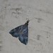 Hypena laceratalis