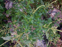 Amaranthus retroflexus