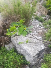 Bauhinia lunarioides