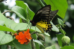 Troides helena cerberus