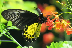 Troides helena cerberus