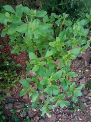 Acanthospermum hispidum