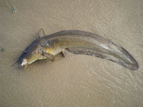 Nkunga eeltail catfish (Plotosus nkunga) — Plotosidae — 2