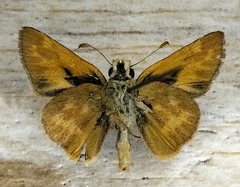 Ochlodes sylvanoides napa