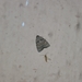Erebidae