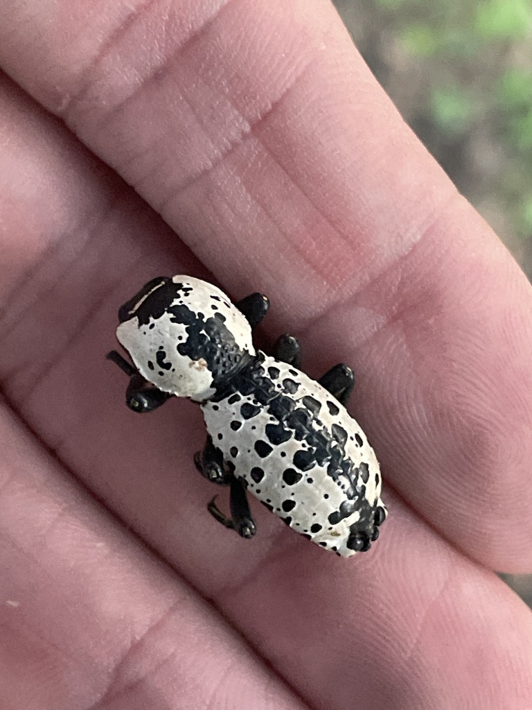 Haldeman's Ironclad Beetle