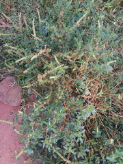 Amaranthus retroflexus