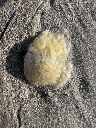 Anomia peruviana
