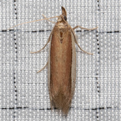 Tampa dimediatella
