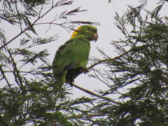 Amazona auropalliata