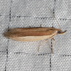 Tampa dimediatella