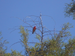 Pyrocephalus rubinus
