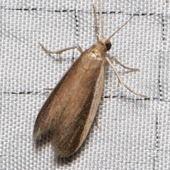 Tampa dimediatella