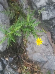 Chrysactinia pinnata