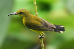 Cinnyris jugularis