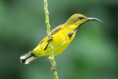 Cinnyris jugularis