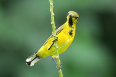 Cinnyris jugularis