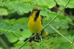 Cinnyris jugularis