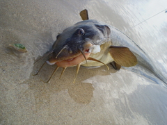 Stinging Eel Catfish photo 2