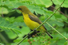 Cinnyris jugularis