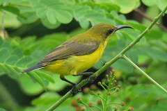 Cinnyris jugularis