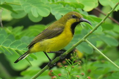 Cinnyris jugularis
