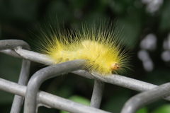 Calliteara horsfieldii