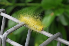 Calliteara horsfieldii