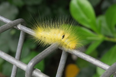 Calliteara horsfieldii
