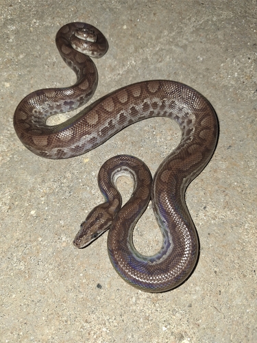 Brown Rainbow Boa